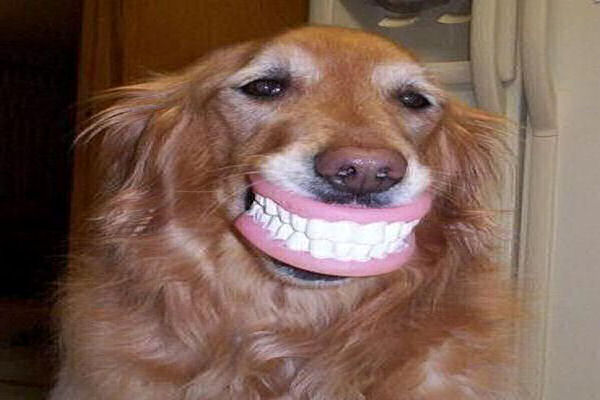 dog-ate-dentures
